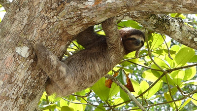 Why You Shouldn't Handle Sloths