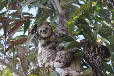 The Pale-Throated Sloth: Species Facts & Characteristics