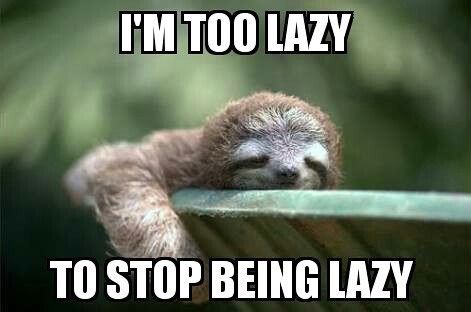 funny sloths with captions