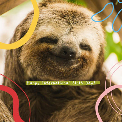 International Sloth Day Pledge