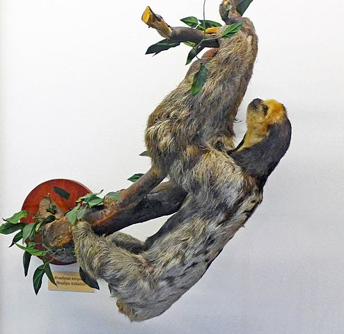 Maned Sloth Order The Maned Sloth: Species Facts & Characteristics – Happy Sloth Co.