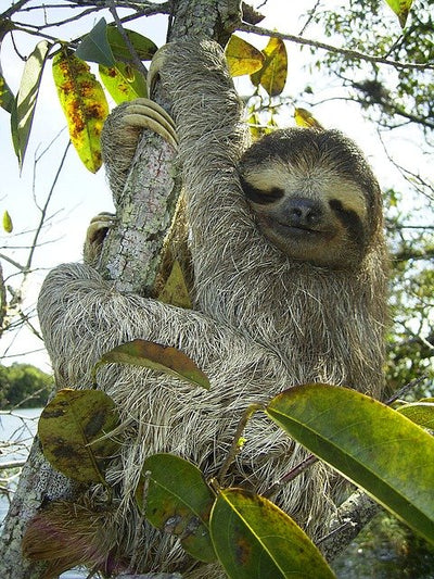 The Pygmy Three-Toed Sloth: Species Facts & Characteristics